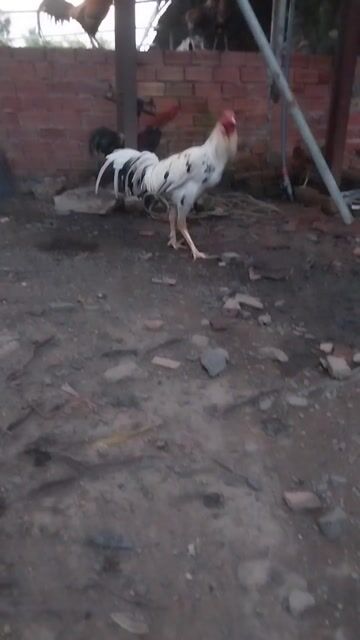 Gà Cái Trắng đốm đen. Mua bán Gà tại Quận Cái Răng Cần Thơ được đăng bởi Son Nguyen hình 1