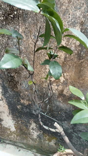 Mai Tứ quý 10 năm tuổi ,Hoa Mộc ta. Mua bán Cây cảnh, đồ trang trí tại Quận Cầu Giấy Hà Nội được đăng bởi Dương xuân Trường hình 1