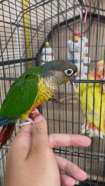 Chim Greencheek yellowside Baby Xanh, vàng, đỏ. Mua bán Chim tại Thành phố Thủ Đức Tp Hồ Chí Minh được đăng bởi Bui Trong Nguyen hình 1