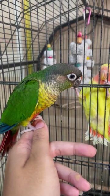 Chim Greencheek yellowside Baby Xanh, vàng, đỏ. Mua bán Chim tại Thành phố Thủ Đức Tp Hồ Chí Minh được đăng bởi Bui Trong Nguyen hình 1