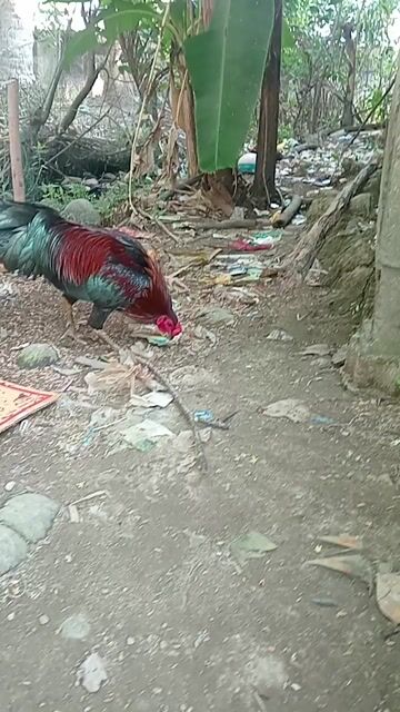 Gà chọi Đỏ Xanh 2.6kg. Mua bán Gà tại Huyện Thới Bình Cà Mau được đăng bởi Tuấn Kiệt hình 1