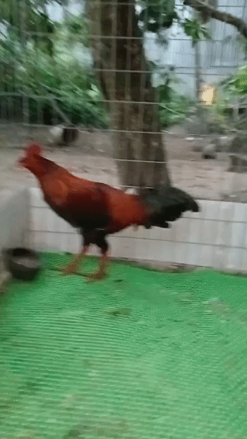 Gà Asil Mỹ trống màu Xanh. Mua bán Gà tại Thành phố Vị Thanh Hậu Giang được đăng bởi Ngô Kha hình 1