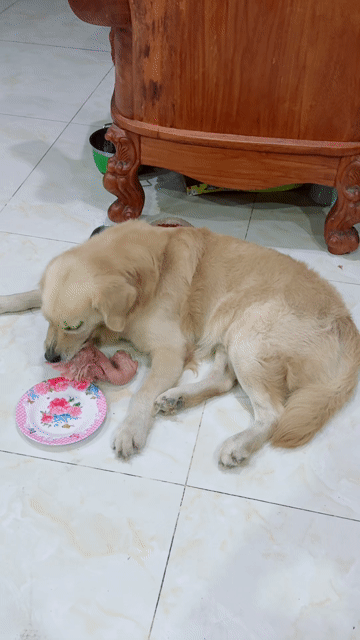 CHÓ GOLDEN MÀU VÀNG NHẠT. Mua bán Chó tại Quận Tân Bình Tp Hồ Chí Minh được đăng bởi Trần Thị Minh  hình 1