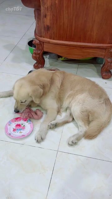 CHÓ GOLDEN MÀU VÀNG NHẠT. Mua bán Chó tại Quận Tân Bình Tp Hồ Chí Minh được đăng bởi Trần Thị Minh  hình 1
