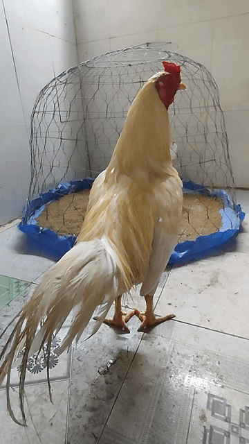 Gà trống Vàng nhạt 9 tháng 3.1kg đực. Mua bán Gà tại Huyện Bình Chánh Tp Hồ Chí Minh được đăng bởi silin hình 1