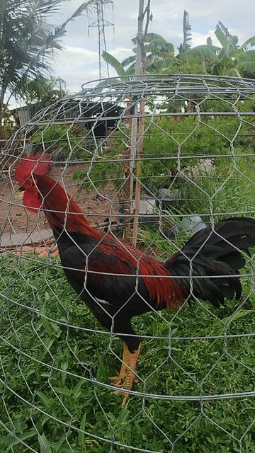 Gà tơ Peru đực 8 tháng. Mua bán Gà tại Huyện Ba Tri Bến Tre được đăng bởi Sang Pham hình 1