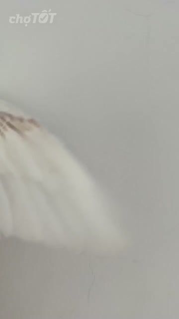 Chim Vẹt Cockatiel Trắng xám Non khỏe mạnh. Mua bán Chim tại Quận 12 Tp Hồ Chí Minh được đăng bởi Lê Trọng Tính hình 1