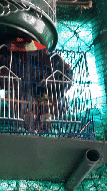Chim hút mật 5 tháng Vàng Nâu Khỏe mạnh. Mua bán Chim tại Thành phố Sóc Trăng Sóc Trăng được đăng bởi Thinh Anh hình 1