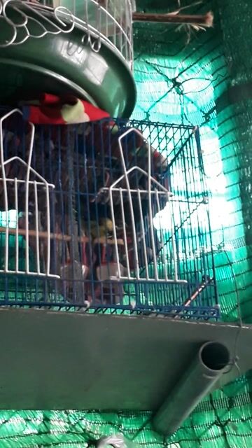 Chim hút mật 5 tháng Vàng Nâu Khỏe mạnh. Mua bán Chim tại Thành phố Sóc Trăng Sóc Trăng được đăng bởi Thinh Anh hình 1