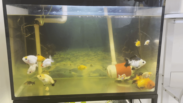 Cá Ranchu Tiny. Mua bán Thú cưng khác tại Quận Bình Thạnh Tp Hồ Chí Minh được đăng bởi Lộc Tống hình 1