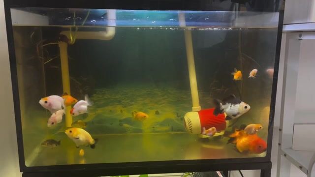 Cá Ranchu Tiny. Mua bán Thú cưng khác tại Quận Bình Thạnh Tp Hồ Chí Minh được đăng bởi Lộc Tống hình 1