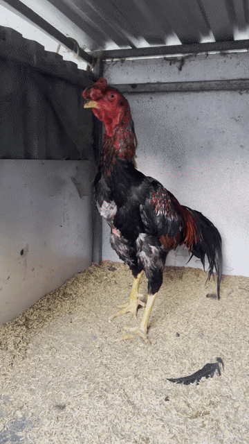 Gà chọi 3.3kg Tía chân Vàng Đực. Mua bán Gà tại Huyện Hòa Vang Đà Nẵng được đăng bởi Trang Nguyễn hình 1
