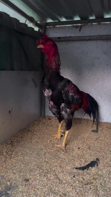 Gà chọi 3.3kg Tía chân Vàng Đực. Mua bán Gà tại Huyện Hòa Vang Đà Nẵng được đăng bởi Trang Nguyễn hình 1
