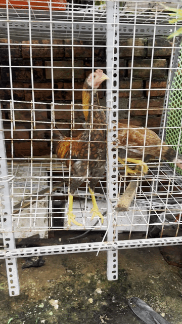 Gà tre giống và giống bắc. Mua bán Gà tại Huyện Củ Chi Tp Hồ Chí Minh được đăng bởi nguyễn quốc Thắng hình 1