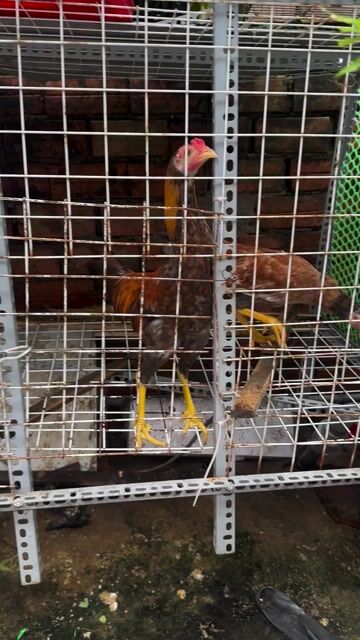 Gà tre giống và giống bắc. Mua bán Gà tại Huyện Củ Chi Tp Hồ Chí Minh được đăng bởi nguyễn quốc Thắng hình 1