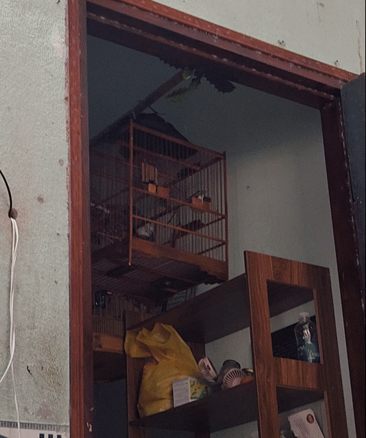 Chim bổi nết lật ngước giọng hay. Mua bán Chim tại Quận Thanh Khê Đà Nẵng được đăng bởi Tuấn hình 1