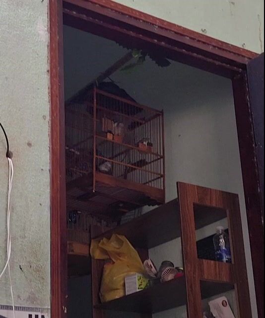 Chim bổi nết lật ngước giọng hay. Mua bán Chim tại Quận Thanh Khê Đà Nẵng được đăng bởi Tuấn hình 1