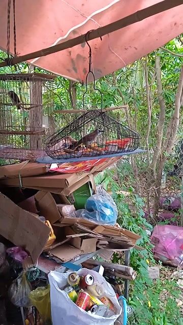 Chim 5 màu trống bổi. Mua bán Chim tại Thành phố Sa Đéc Đồng Tháp được đăng bởi Tien hình 1