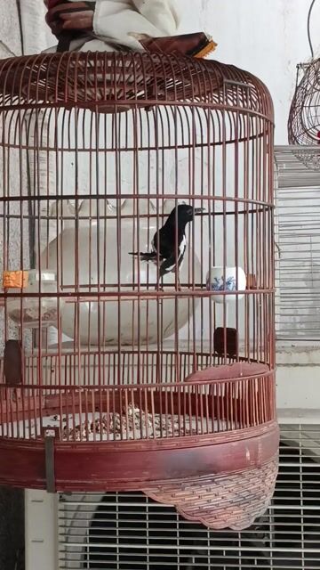 chòe trắng đen . Mua bán Chim tại Quận Tân Bình Tp Hồ Chí Minh được đăng bởi Huy hình 1