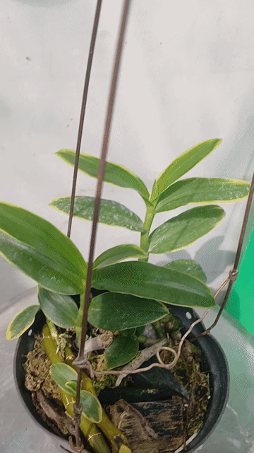 Cây cảnh Trầm lá biên. Mua bán Cây cảnh, đồ trang trí tại Quận Phú Nhuận Tp Hồ Chí Minh được đăng bởi Tony Phat hình 1