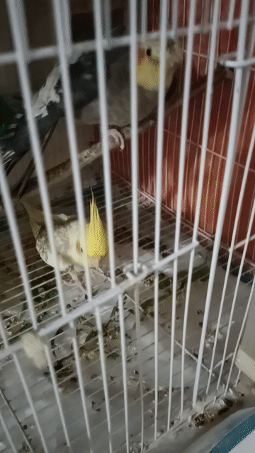 Vẹt Cockatiel Cặp trống mái 11 tháng. Mua bán Chim tại Thành phố Thủ Đức Tp Hồ Chí Minh được đăng bởi trân thanh huy hình 1