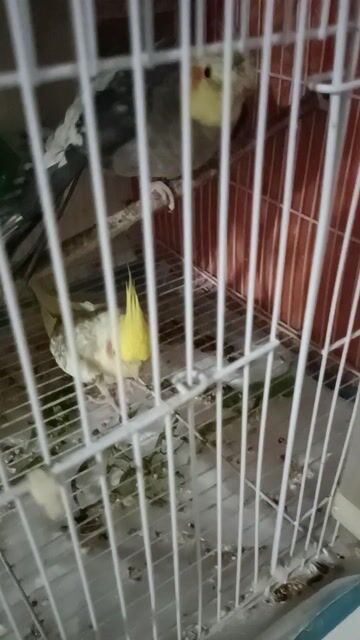 Vẹt Cockatiel Cặp trống mái 11 tháng. Mua bán Chim tại Thành phố Thủ Đức Tp Hồ Chí Minh được đăng bởi trân thanh huy hình 1