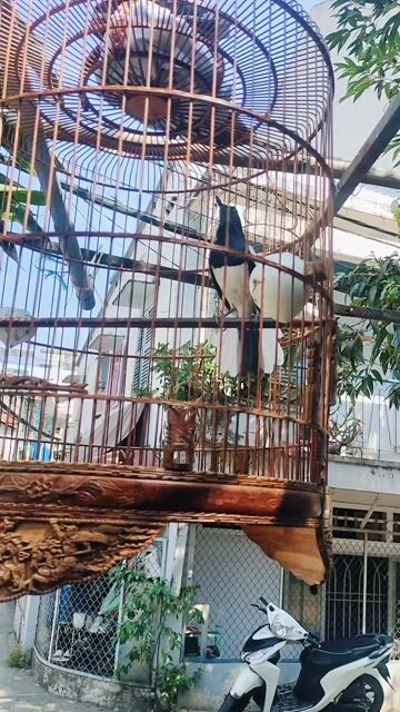 chim than lỗi lộn. Mua bán Chim tại Quận Gò Vấp Tp Hồ Chí Minh được đăng bởi Dau hình 1