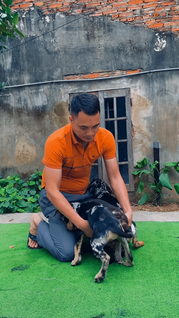 Chó Banpit khổng lồ. cá mềm. Mua bán Chó tại Thành phố Thanh Hóa Thanh Hóa được đăng bởi Phạm Phát Tài hình 1