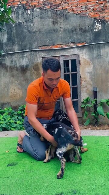 Chó Banpit khổng lồ. cá mềm. Mua bán Chó tại Thành phố Thanh Hóa Thanh Hóa được đăng bởi Phạm Phát Tài hình 1