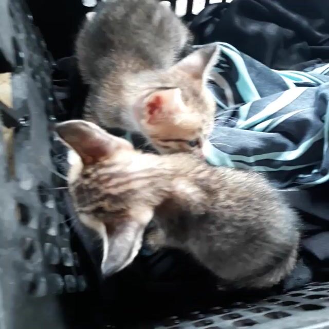 Mèo con và mèo cái tơ