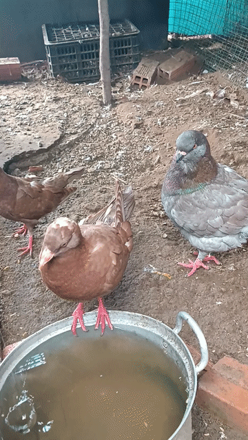 Bồ câu gà lai 16 con đang sinh sản, 3 con King. Mua bán Chim tại Thành phố Thủ Đức Tp Hồ Chí Minh được đăng bởi Chan Nguyen hình 1