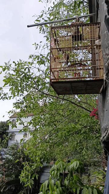 Chim chào mào má trắng 1 năm Khỏe mạnh. Mua bán Chim tại Quận 7 Tp Hồ Chí Minh được đăng bởi X Trieu hình 1