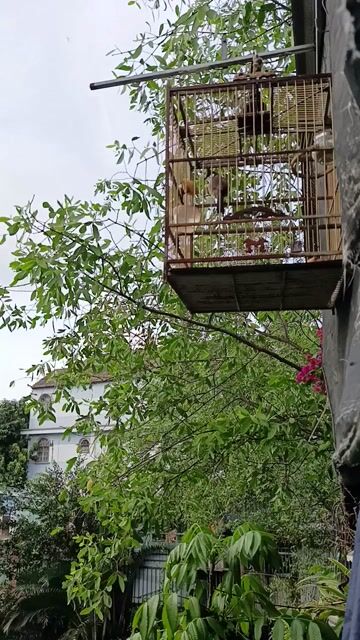 Chim chào mào má trắng 1 năm Khỏe mạnh. Mua bán Chim tại Quận 7 Tp Hồ Chí Minh được đăng bởi X Trieu hình 1