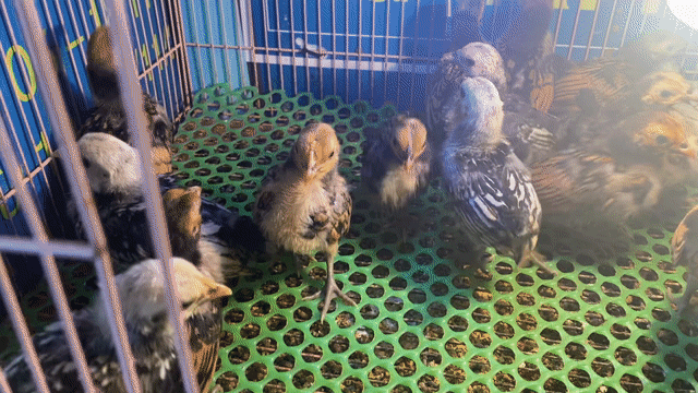 Gà Vảy cá bạc, đồng 25 con khoẻ mạnh. Mua bán Gà tại Quận Tân Phú Tp Hồ Chí Minh được đăng bởi ABang hình 1