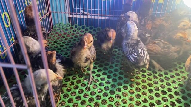 Gà Vảy cá bạc, đồng 25 con khoẻ mạnh. Mua bán Gà tại Quận Tân Phú Tp Hồ Chí Minh được đăng bởi ABang hình 1