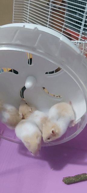Chuột Hamster trắng vàng kem. Mua bán Thú cưng khác tại Huyện Bến Lức Long An được đăng bởi Hanh hình 1