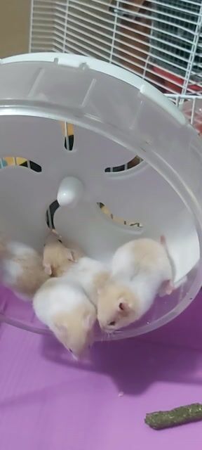 Chuột Hamster trắng vàng kem. Mua bán Thú cưng khác tại Huyện Bến Lức Long An được đăng bởi Hanh hình 1