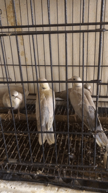 Chim Cu pháp Trắng xám Khỏe mạnh. Mua bán Chim tại Huyện Đông Anh Hà Nội được đăng bởi Đat Nguyễn  hình 1