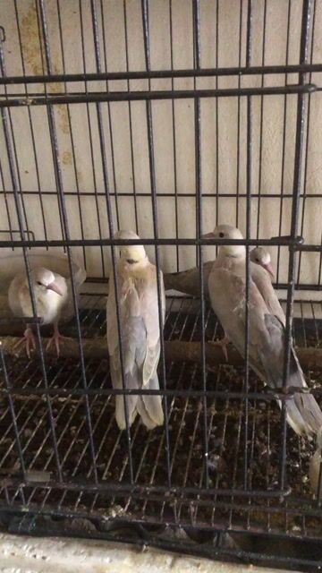 Chim Cu pháp Trắng xám Khỏe mạnh. Mua bán Chim tại Huyện Đông Anh Hà Nội được đăng bởi Đat Nguyễn  hình 1