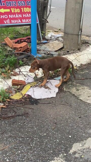 bandog cái đẹp. Mua bán Chó tại Thành phố Biên Hòa Đồng Nai được đăng bởi Vũ Việt pét Shop hình 1
