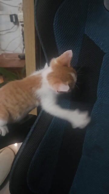 Mèo Anh lông dài lai mèo ta 2 tháng tuổi. Mua bán Mèo tại Quận 12 Tp Hồ Chí Minh được đăng bởi Kyodo hình 1