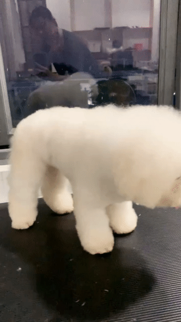 Bichon tìm nhà mới. Mua bán Chó tại Huyện Củ Chi Tp Hồ Chí Minh được đăng bởi SHOP PET NẮNG BÌNH DƯƠNG  hình 1