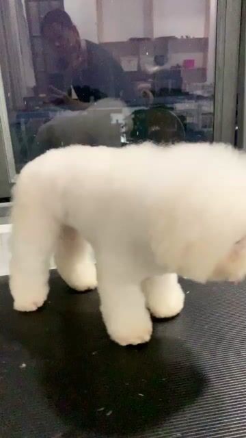 Bichon tìm nhà mới. Mua bán Chó tại Huyện Củ Chi Tp Hồ Chí Minh được đăng bởi SHOP PET NẮNG BÌNH DƯƠNG  hình 1