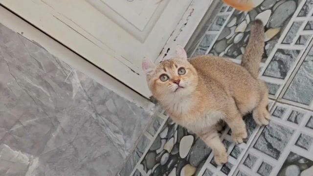 Mèo cái black golden tai xoắn. Mua bán Mèo tại Thành phố Thủ Đức Tp Hồ Chí Minh được đăng bởi Nan hình 1