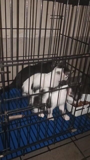 Cần cho mèo con ( Mèo ta). Mua bán Mèo tại Quận Gò Vấp Tp Hồ Chí Minh được đăng bởi Đặng huy Thắng hình 1