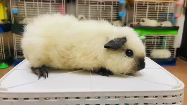 Bọ Ú Teddy Cali đực 3 tháng. Mua bán Thú cưng khác tại Thành phố Thủ Đức Tp Hồ Chí Minh được đăng bởi anh Hân hình 1