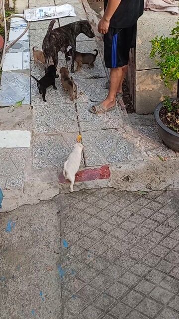 Chó Phú Quốc lai hơn 1 tháng tuổi. Mua bán Chó tại Quận Bình Thuỷ Cần Thơ được đăng bởi Toàn Phạm hình 1