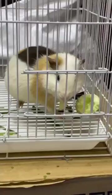 Chuột lang, bọ ú nhiều màu. Mua bán Thú cưng khác tại Thành phố Hà Tĩnh Hà Tĩnh được đăng bởi CHUỘT LANG HOÀNG LONG hình 1