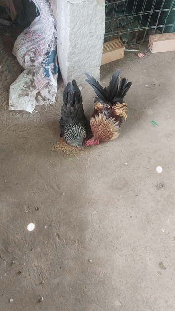Gà Tre Thái trống hơn 1 năm mái vừa xong lứa. Mua bán Gà tại Huyện Chợ Mới An Giang được đăng bởi Quoc Tuan hình 1