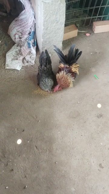 Gà Tre Thái trống hơn 1 năm mái vừa xong lứa. Mua bán Gà tại Huyện Chợ Mới An Giang được đăng bởi Quoc Tuan hình 1